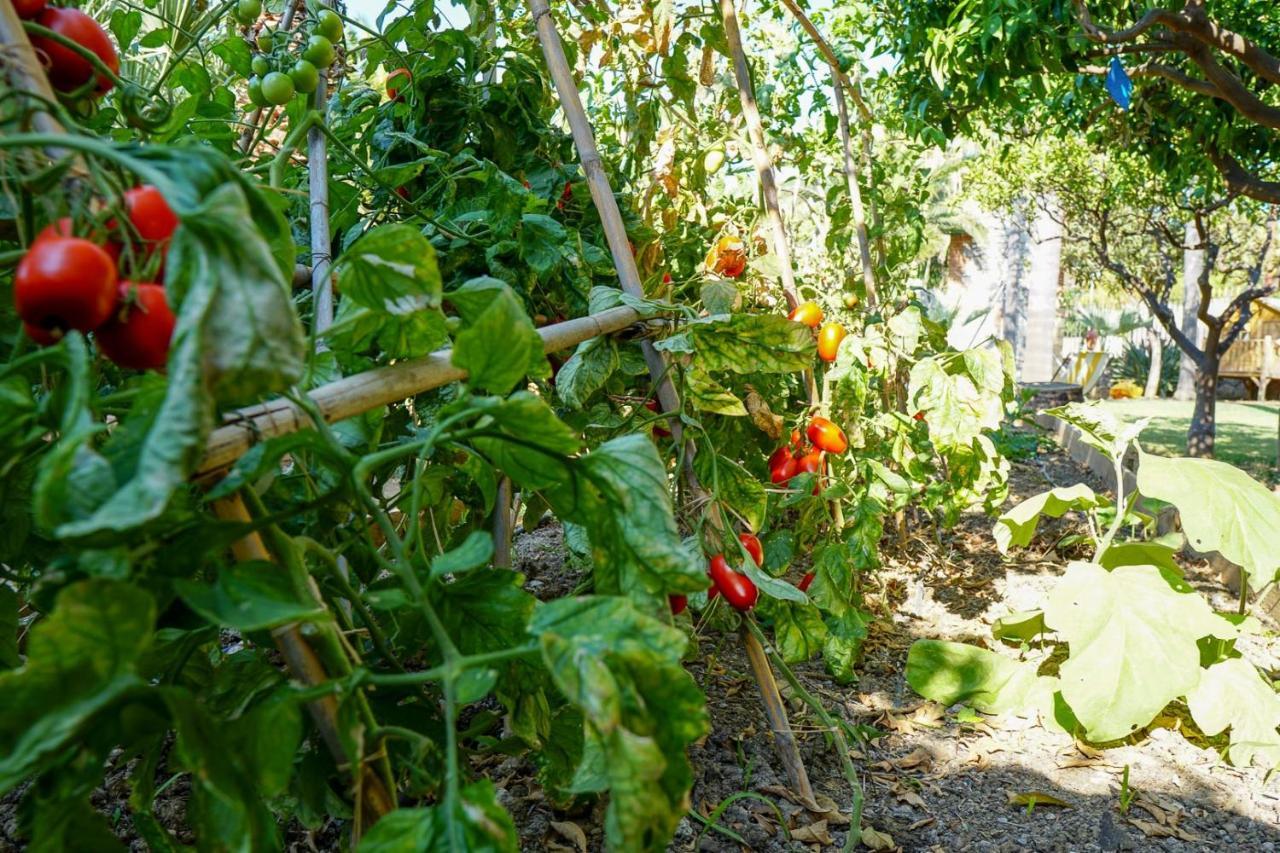 Villa Caterina - Solemar Sicilia チェファル エクステリア 写真